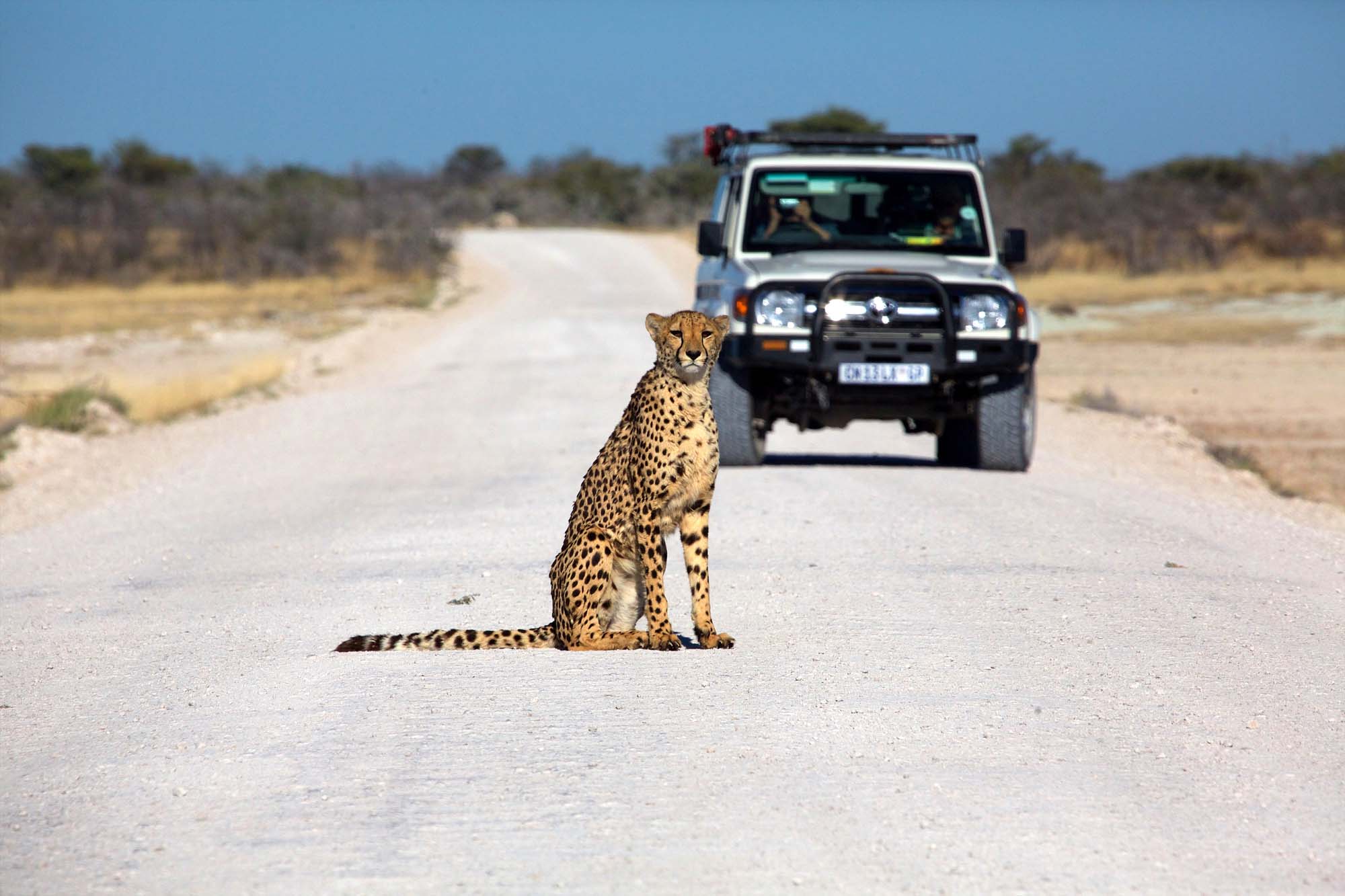 Se den afrikanske gepard i Etosha National Park på safari i Namibia