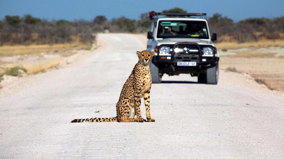 Safari i Namibia | Gepard i Etosha