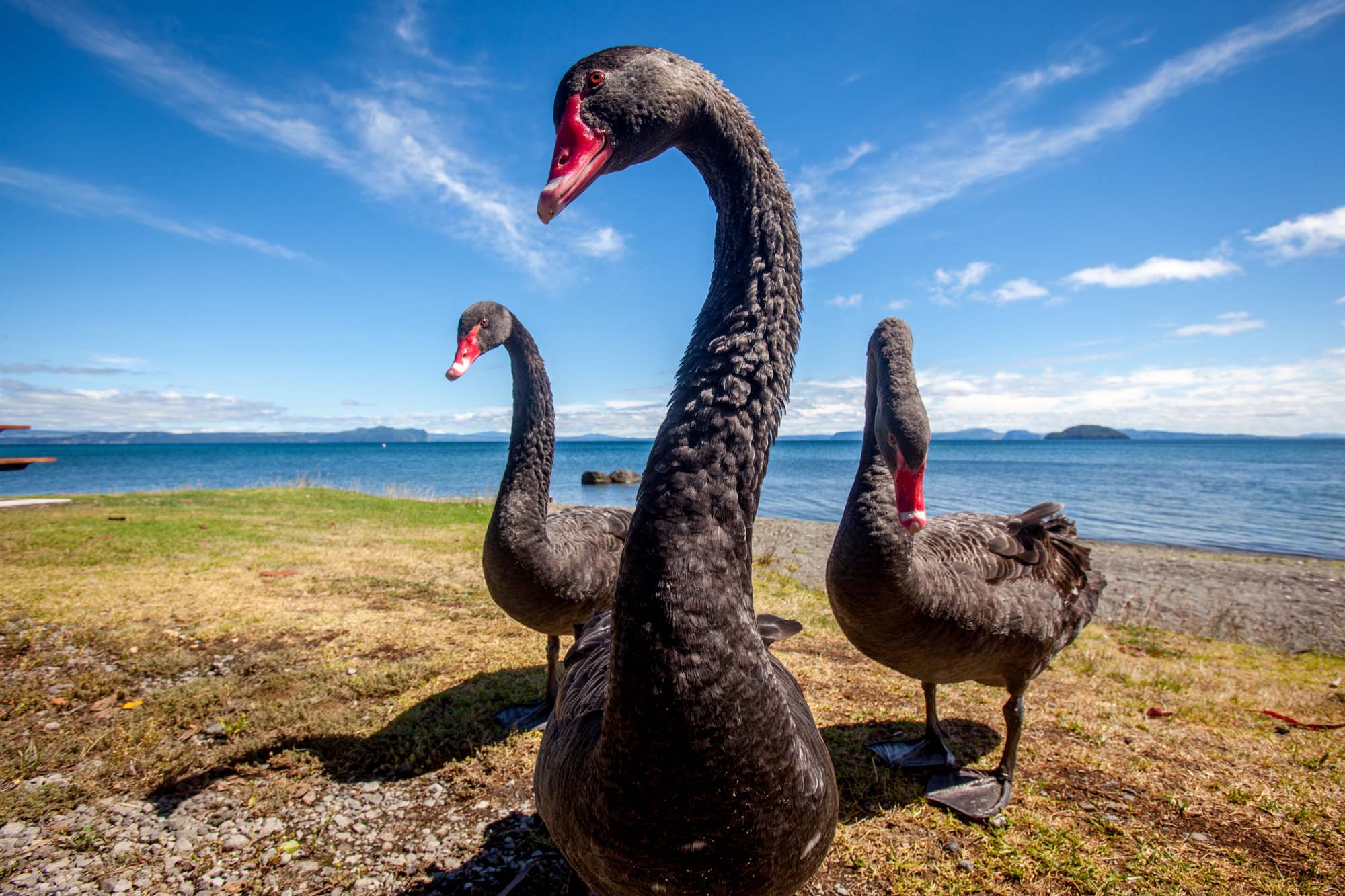 new-zealand-lake-taupo-black-swans-iStock-510224094
