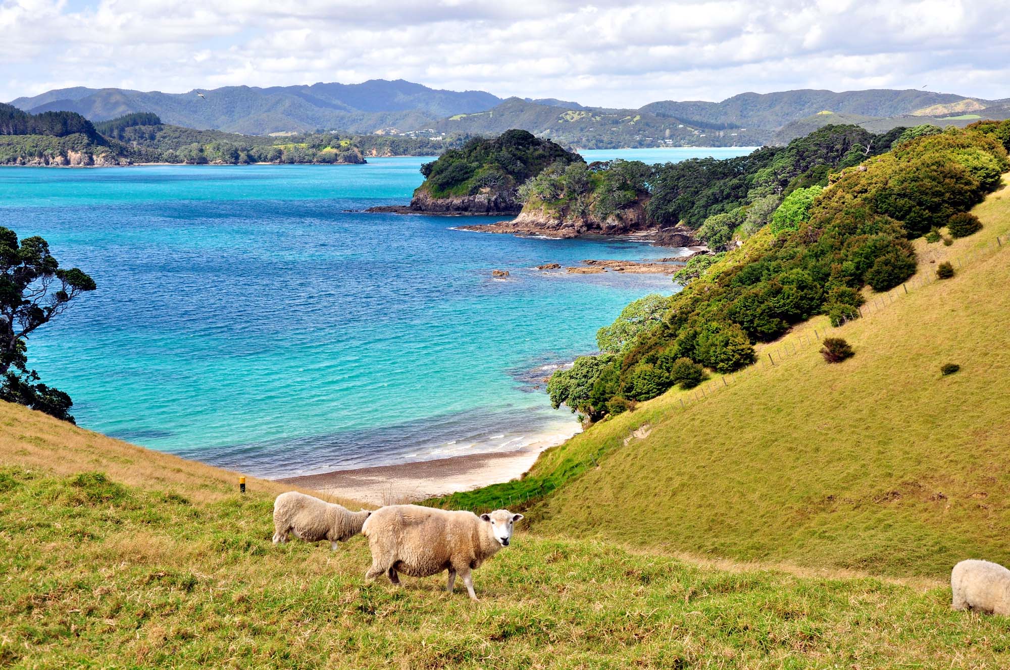 New-Zealand-Bay-of-Islands-Paihia-sheep