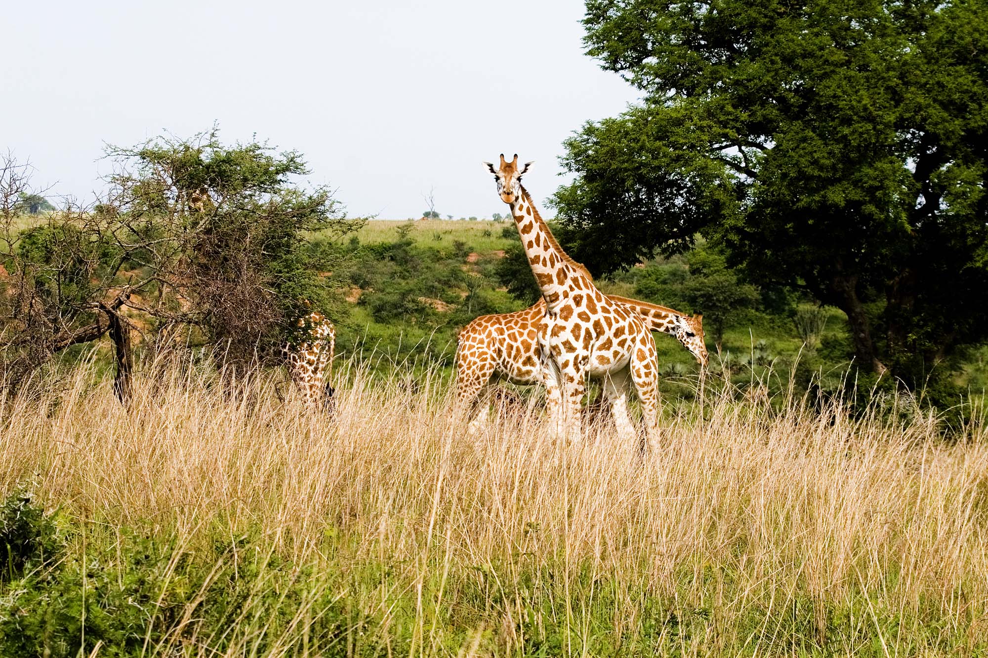 Rothchilds giraffer i Murchison Falls NP
