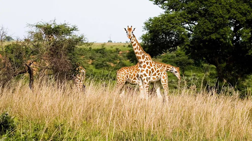 Rothchilds giraffer i Murchison Falls NP