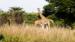 Giraffer spottet på safari i Uganda
