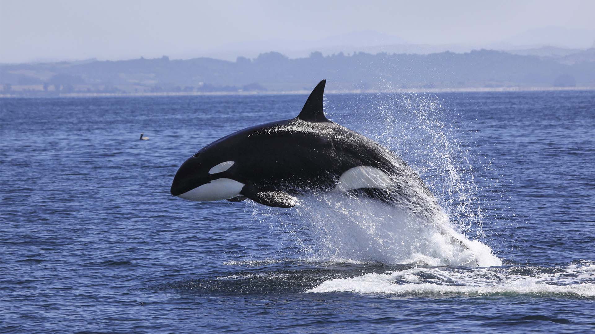 Oplev Orca-hvaler ud for Vancouver