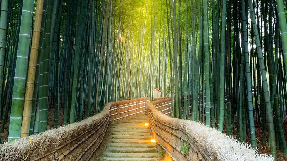 Se den fortryllende bambusskov i Arashiyama, lidt uden for Kyoto