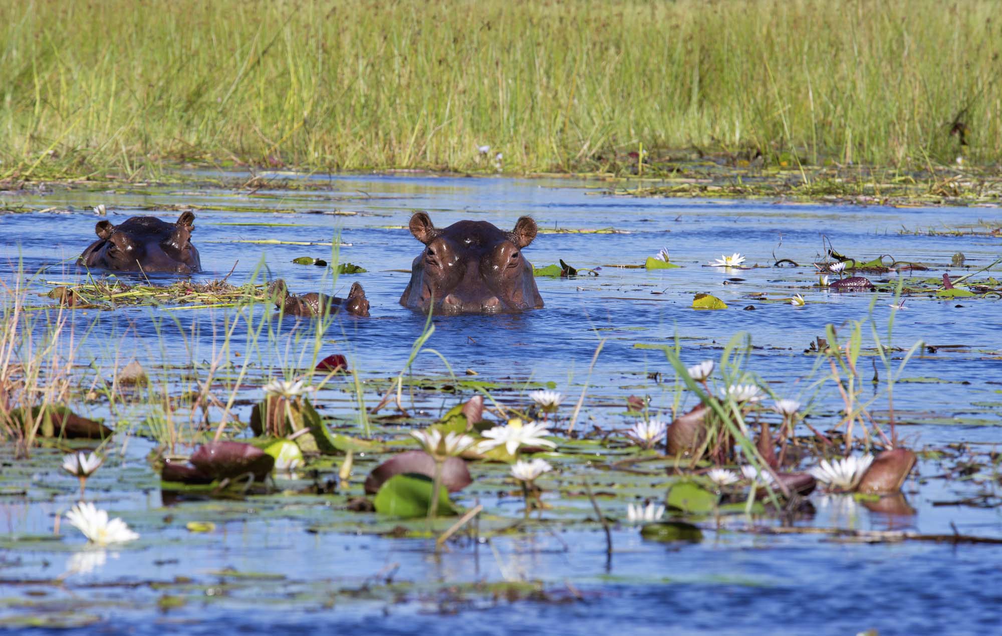 Flodheste i Okavango-deltaet