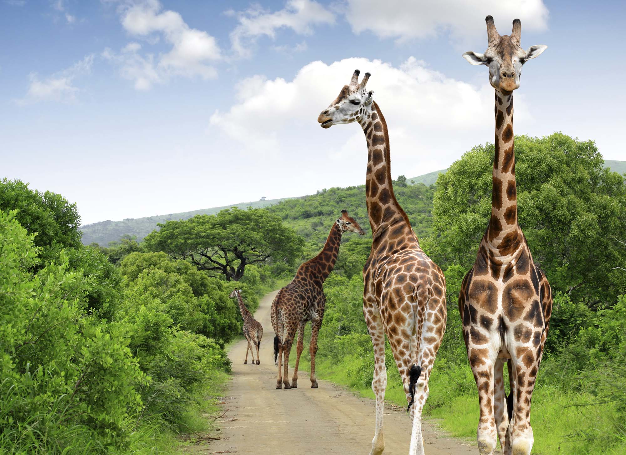 South-Africa-kruger-national-park-giraffes
