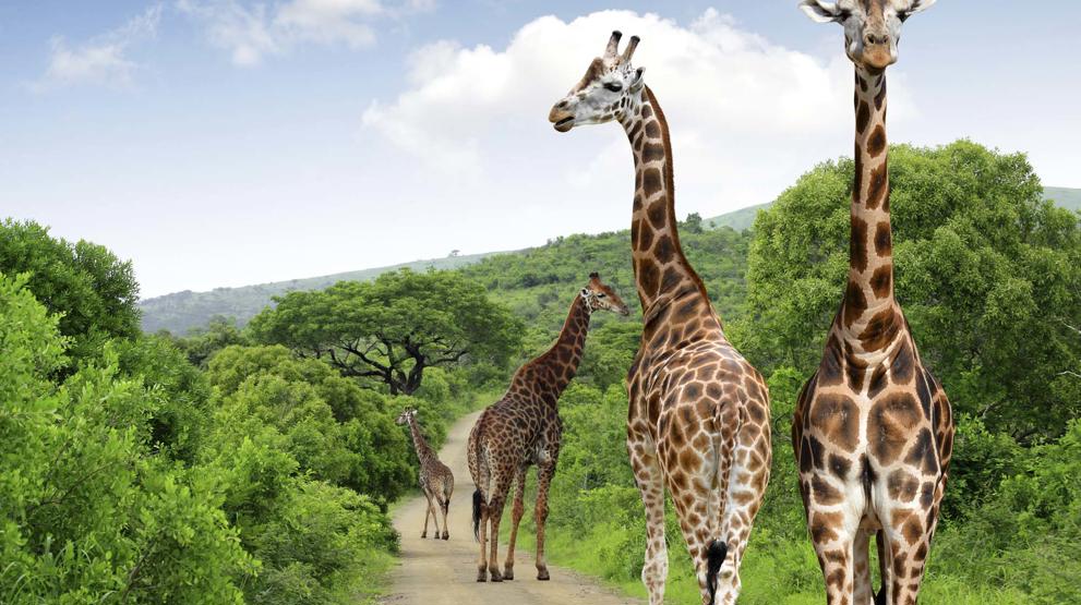 Tag på safari i Kruger-parken på din rejse til Sydafrika