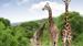 Smukke giraffer set på safari i Sydafrika