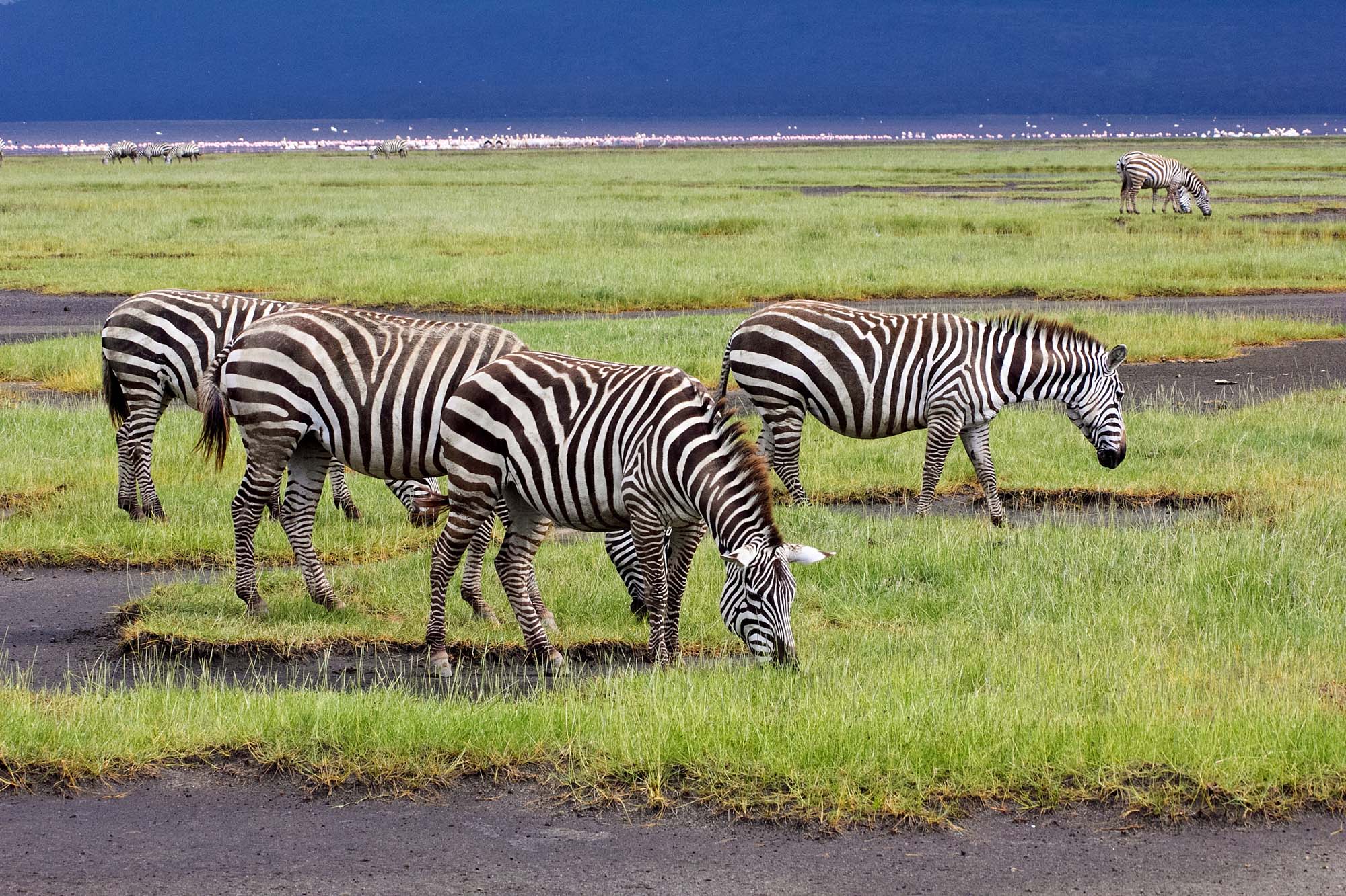 Zebraer i Kenyas naturskønne landskab.