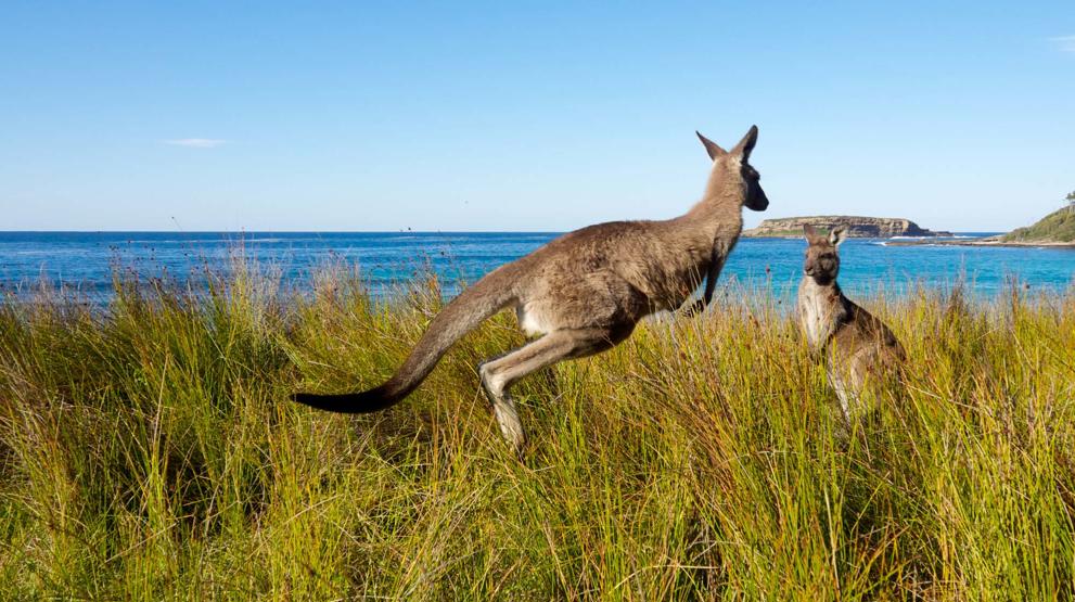 Oplev det unikke dyreliv på et krydstogt i Australien