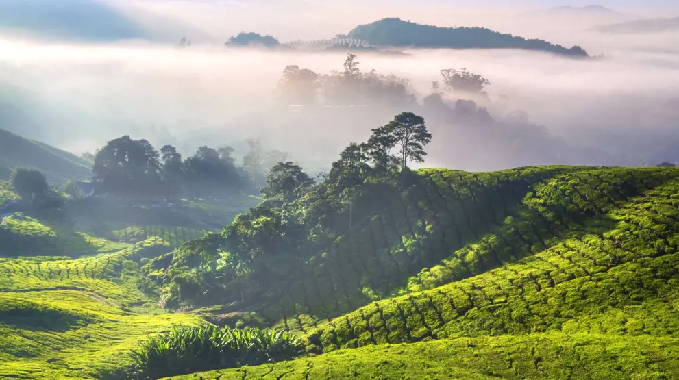 Besøg højlandet Cameron Highlands med bjerge og teplantager.