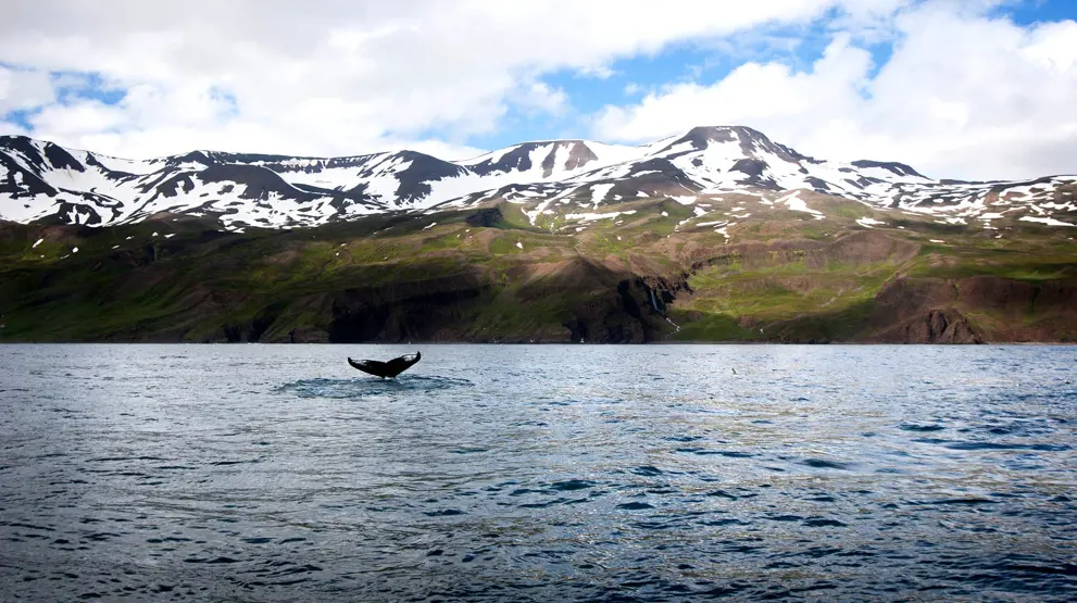 Tag på hvalsafari i det nordlige Island