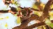 australia-northern-territory-katherine-gorge-national-park-little-red-flying-fox-shutterstock-727428184