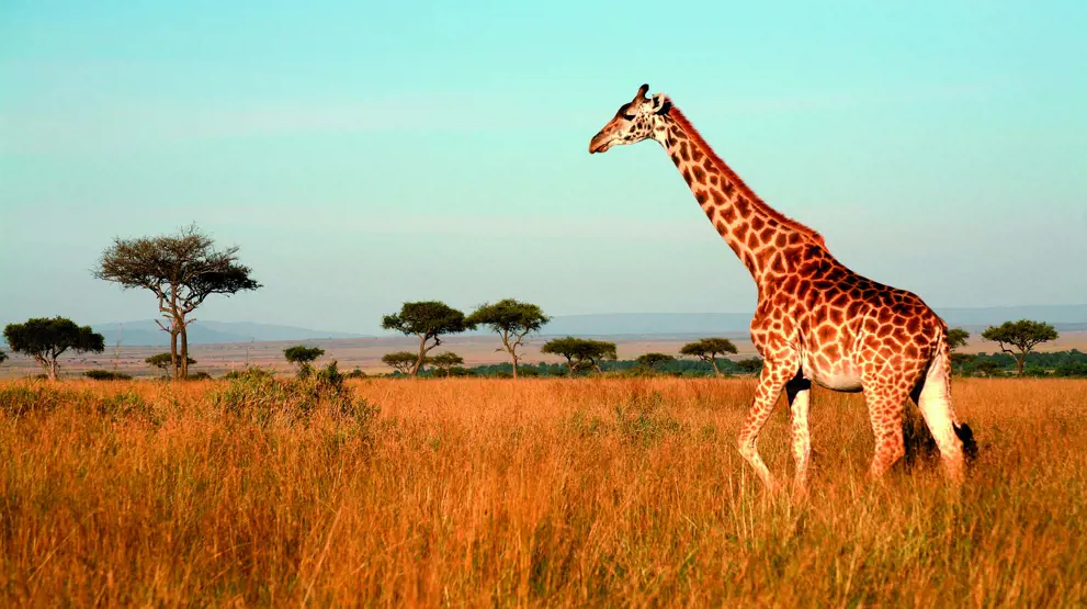 Giraf på savannen i Masai Mara