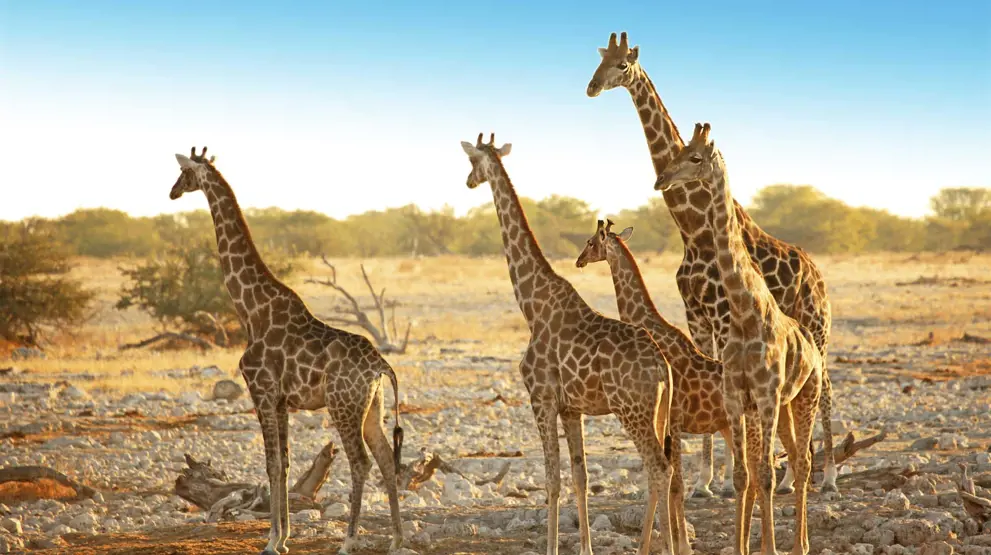 Se blandt andet giraffer på safari i Botswana.