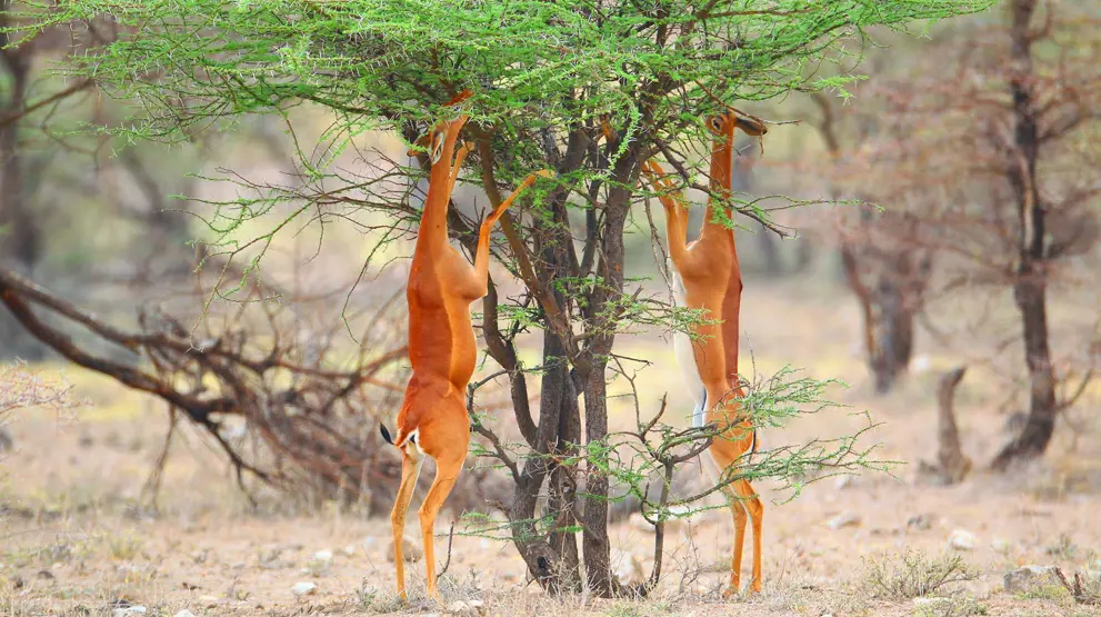 I kan se mange sjældne dyr på denne tur, bl.a. giraf-gazellen, der står på bagbenene og spiser