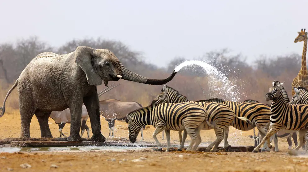 Namibia-rejser byder på skønt dyreliv i Etosha National Park.