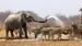 Safari i Namibia | Oplev dyrene i Etosha nationalparken