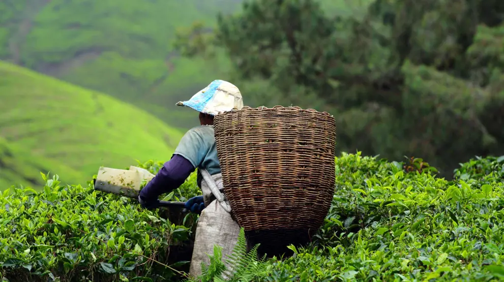 Te-plantage i Cameron Highland - Rejser til Malaysia