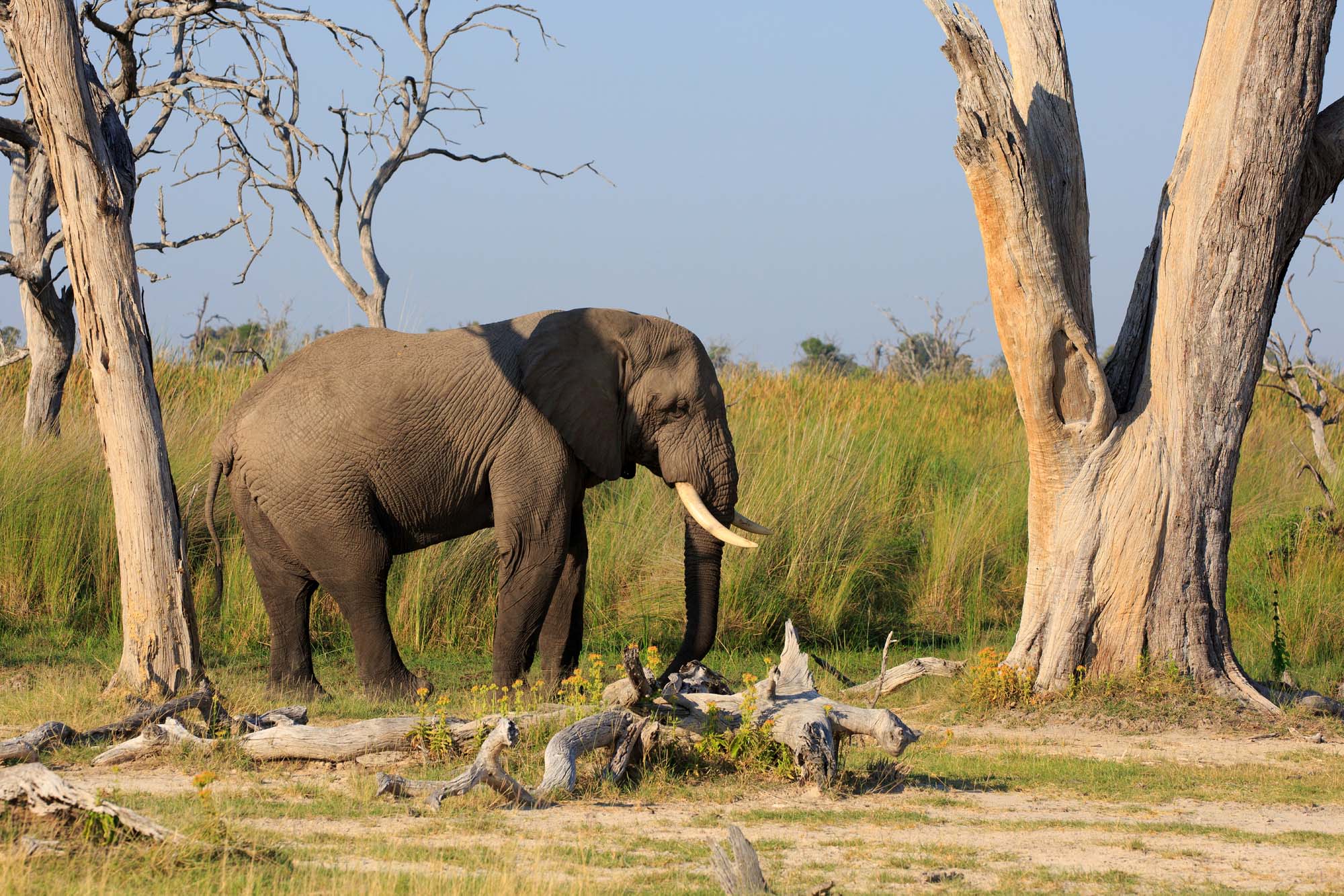 Elefant i Moremi Game Reserve