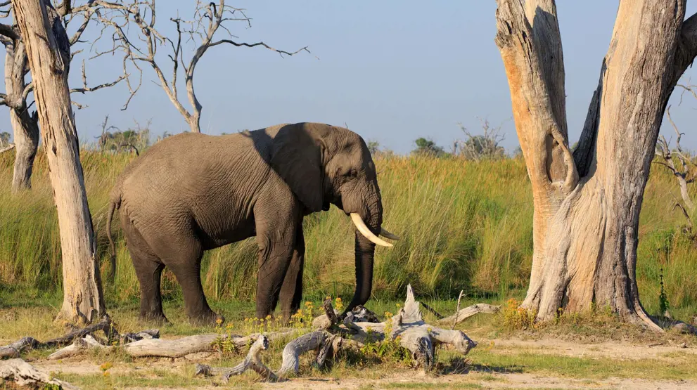 Elefant i Moremi Game Reserve