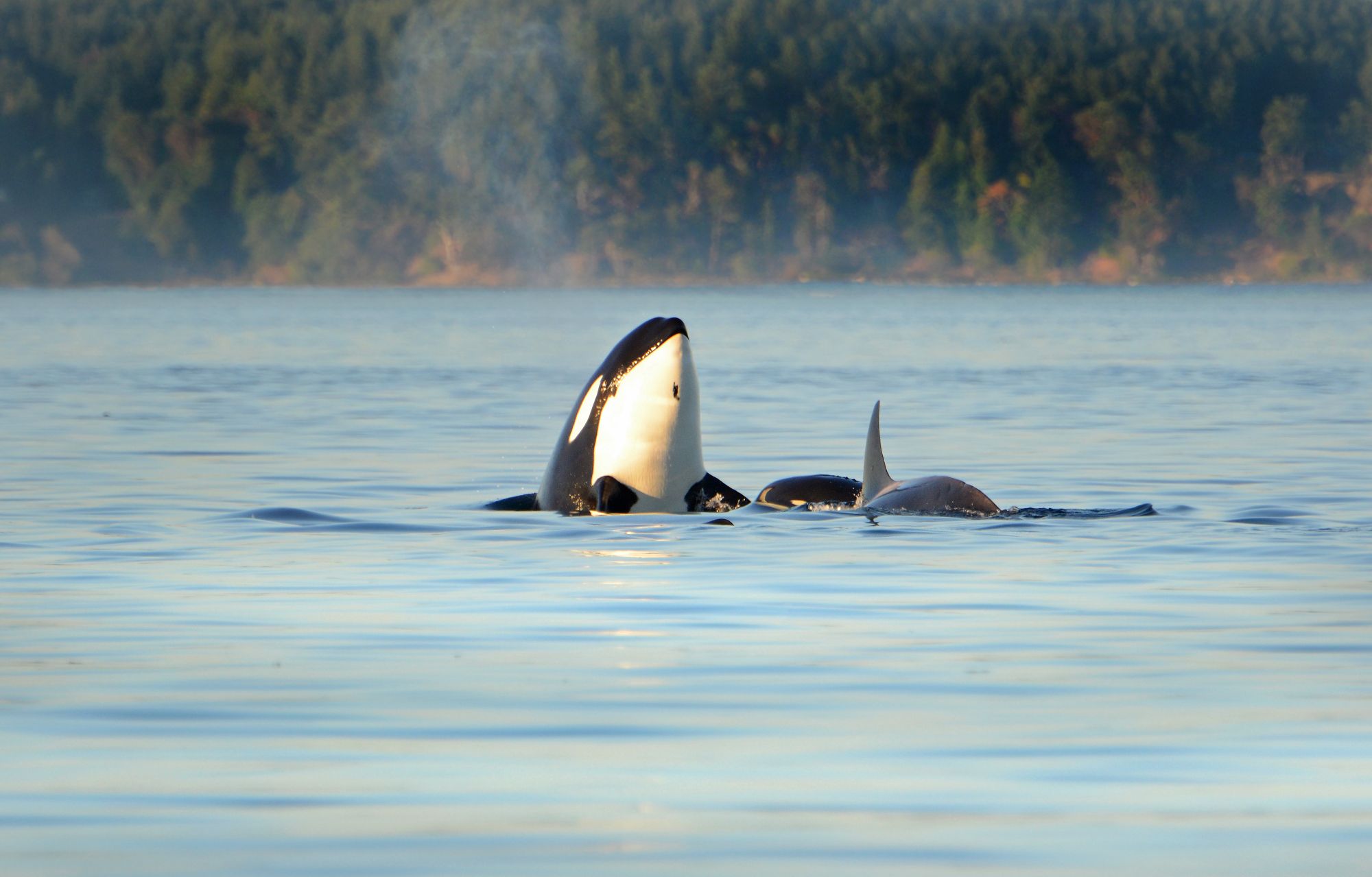 Spækhuggere langs kysten ved Vancouver Island
