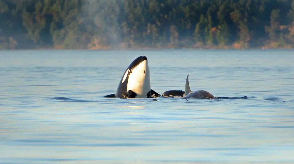 Spækhuggere langs kysten ved Vancouver Island