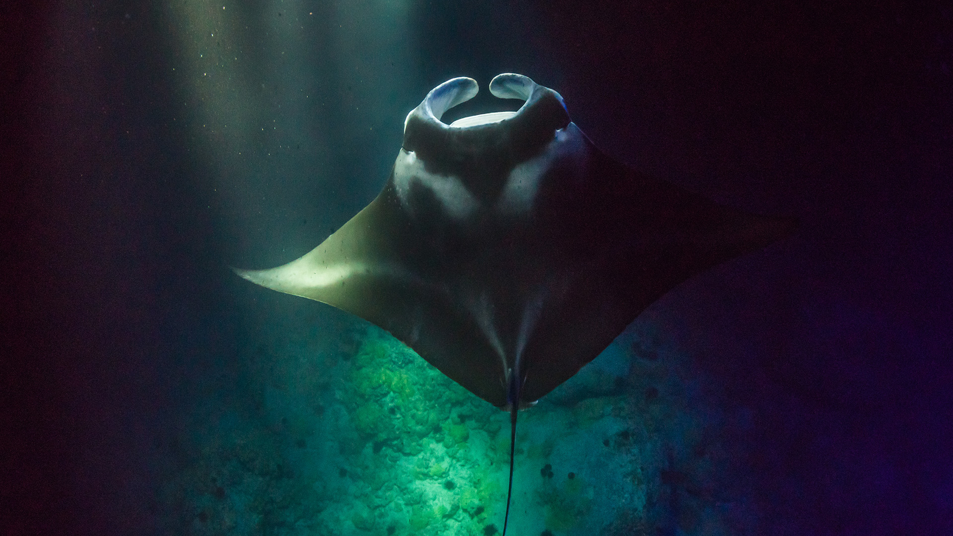 Glæd jer til en natte-snorkel med mantarokker på Big Island