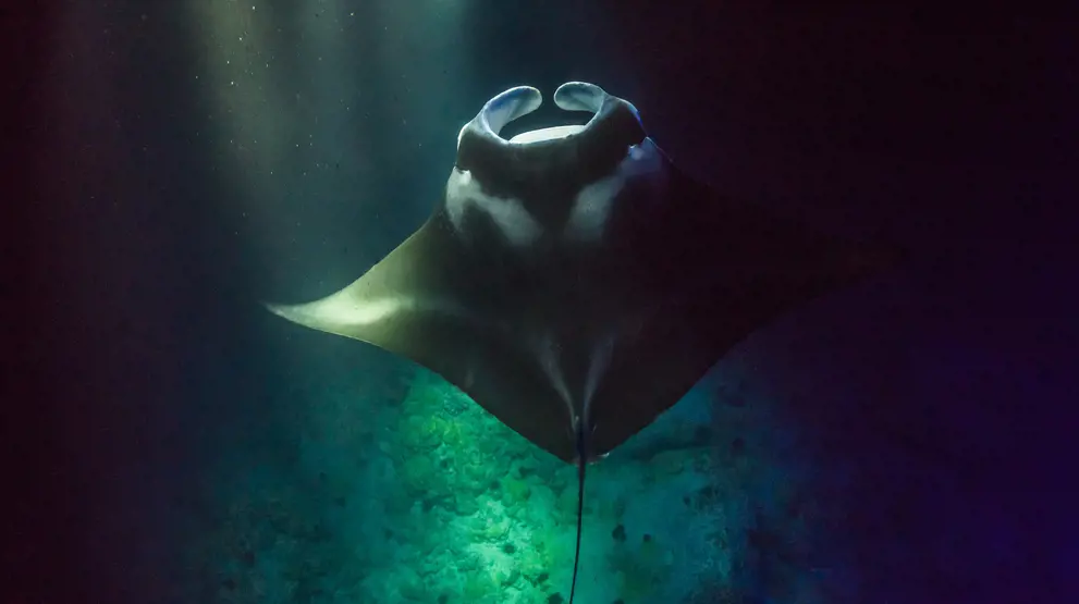 Glæd jer til spændende udflugter, bl.a. en natte-snorkel med mantarokker på Big Island