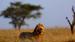 Løve i Serengeti - Safari i Serengeti