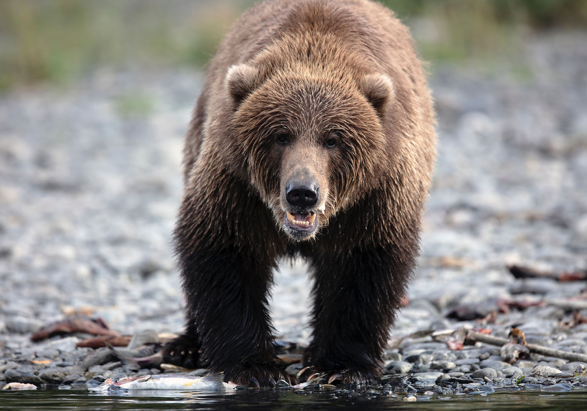 I får mulighed for at se bl.a. bjørne på rejsen gennem Yukon og Alaskas landskaber