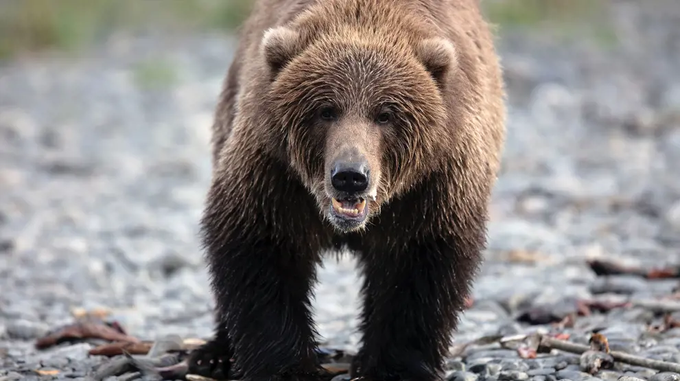 I får mulighed for at se bl.a. bjørne på rejsen gennem Yukon og Alaskas landskaber
