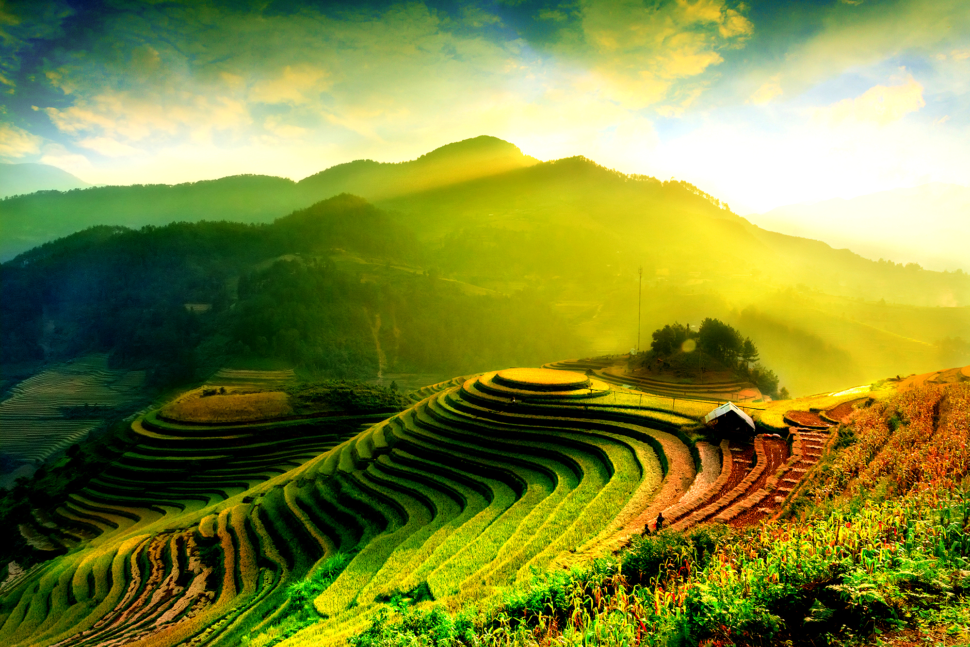 Asien-rundrejser byder på fantastiske landskaber, som de grønne risterrasser i Vietnam.