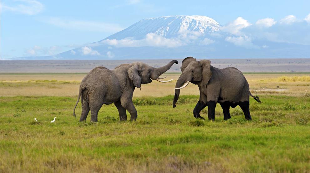 Oplev utrolige dyre- og naturoplevelser på din rejse til Kenya