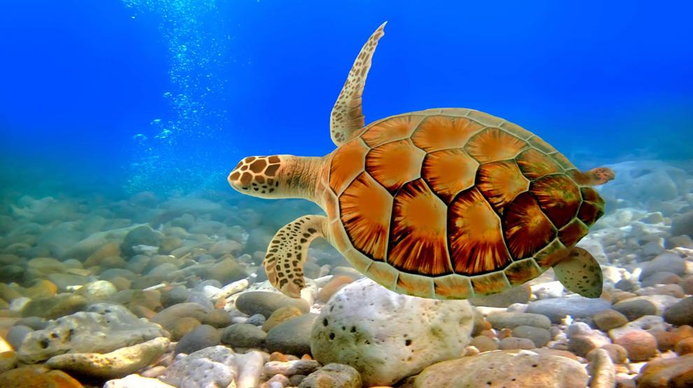  Havskildpadde på Gili Trawangan - Rejser til Indonesien
