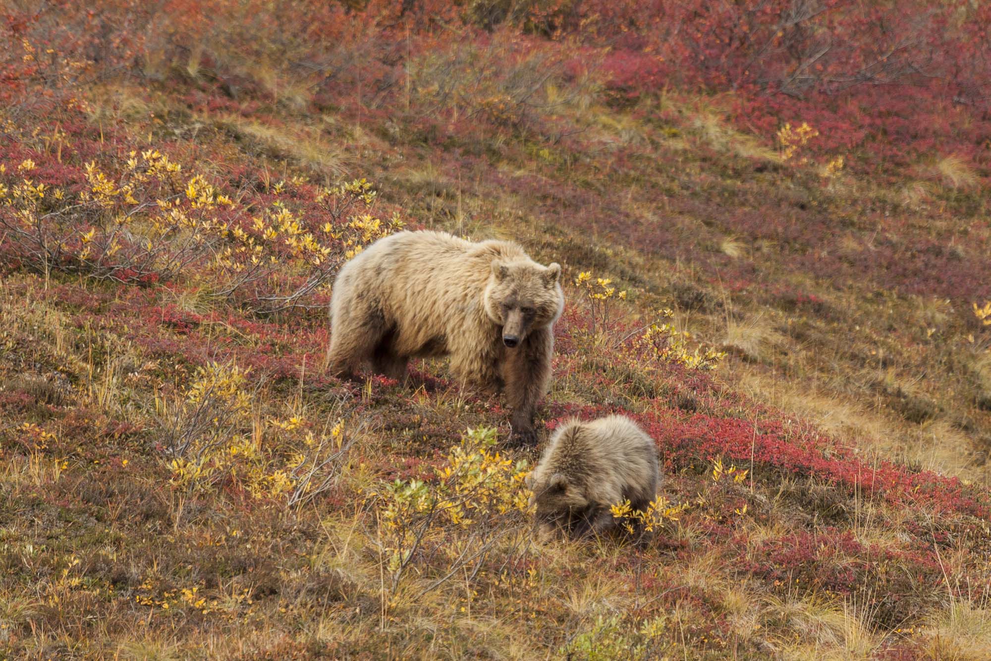 I Denali kan I få øje på Grizzlybjørne
