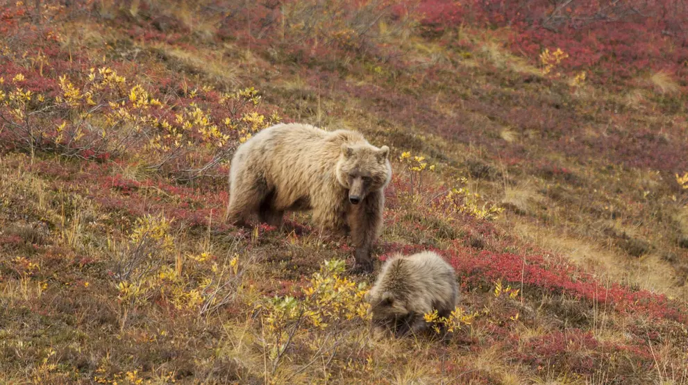 I Denali kan I få øje på Grizzlybjørne