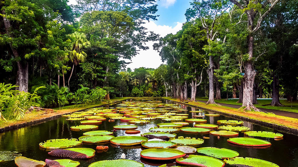 En af de ældste botaniske haver på den sydlige halvkugle på Mauritius i Det Indiske Ocean