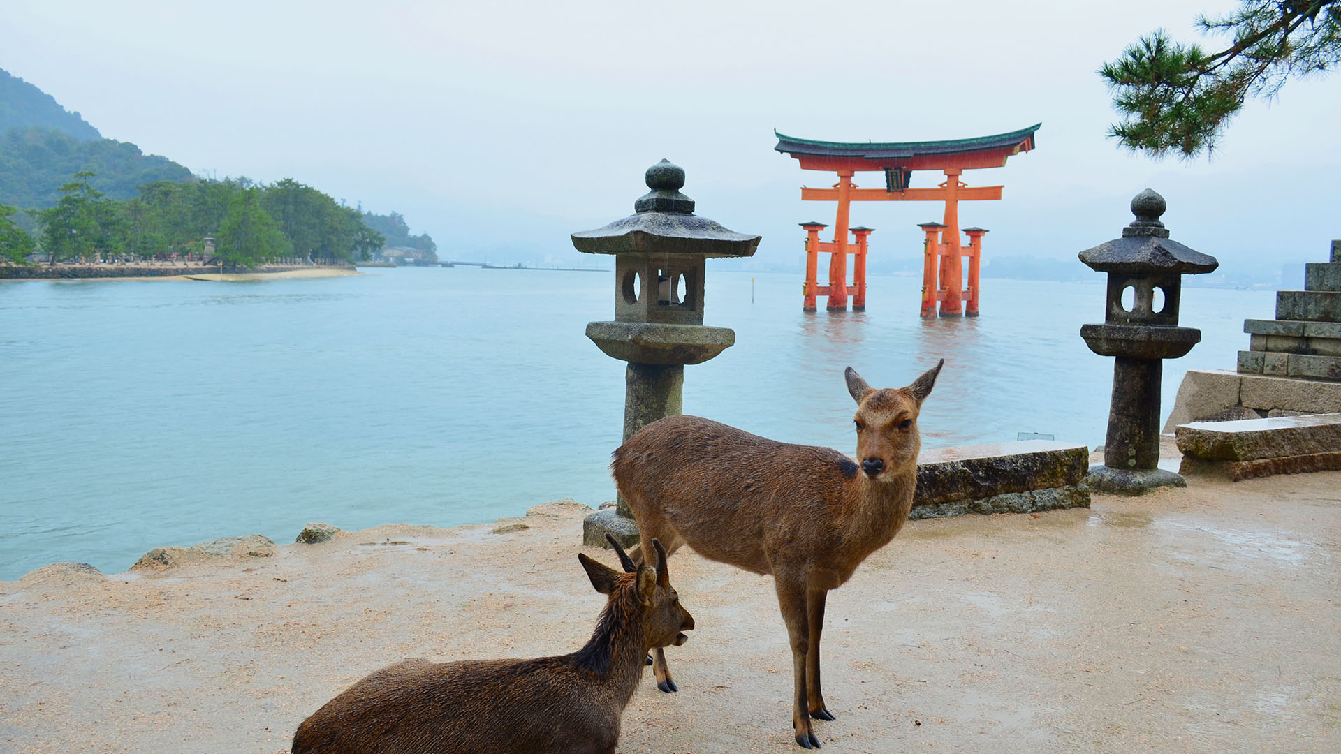 Du kan møde vilde rådyr på Miyajima-øen ud for Hiroshima