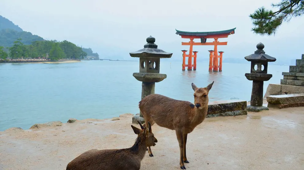 Du kan møde vilde rådyr på Miyajima-øen ud for Hiroshima