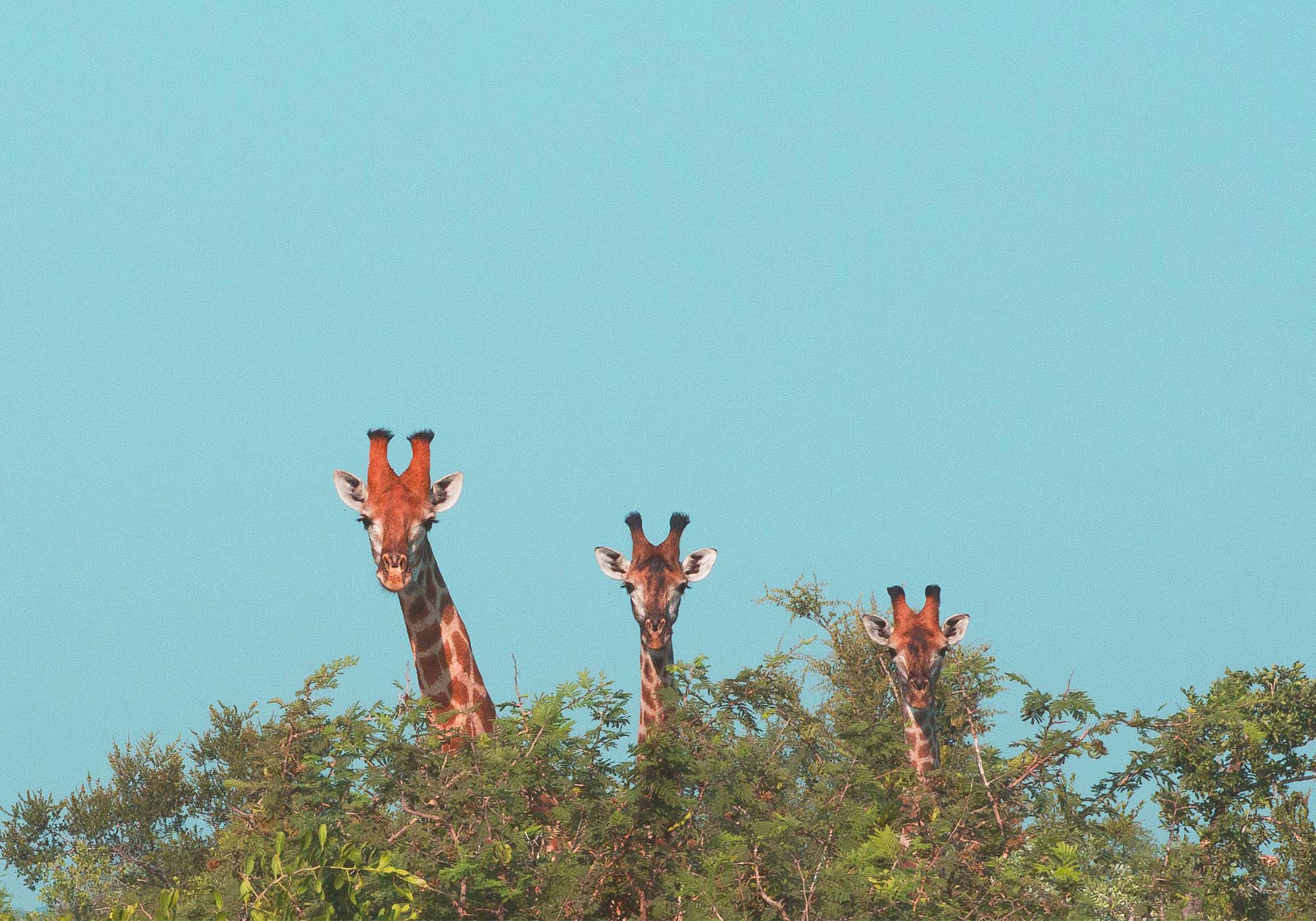 Se fantastisk dyreliv kun en kort køretur fra byen, som girafferne i Giraffe Centre.