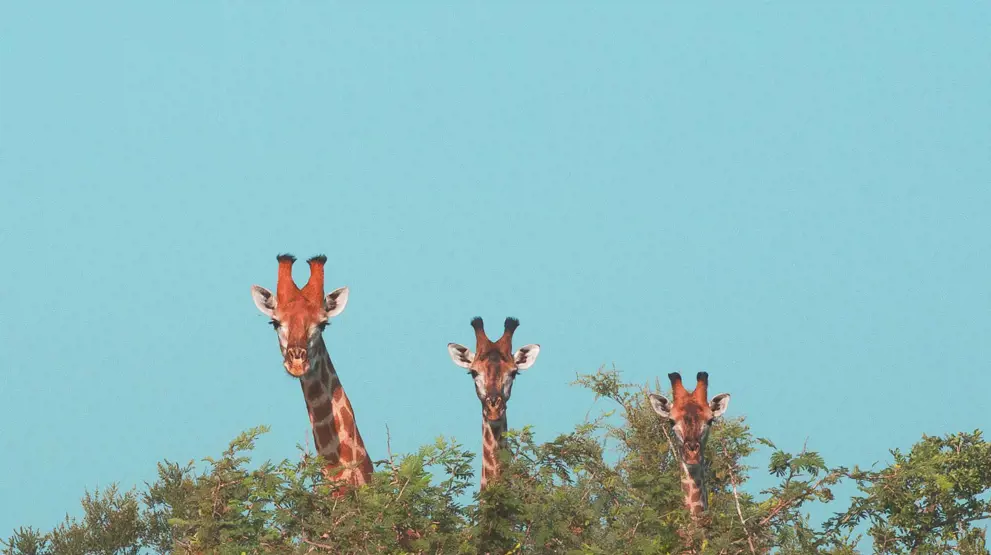 Se fantastisk dyreliv kun en kort køretur fra byen, som girafferne i Giraffe Centre.